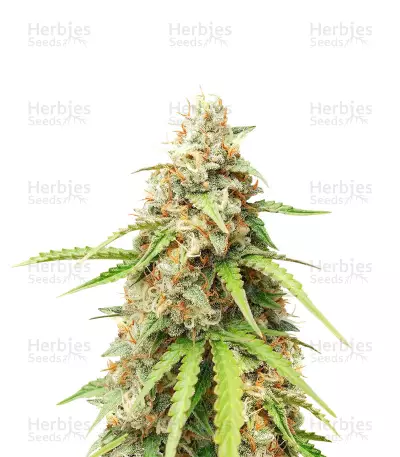 Purple Punch Auto Feminized Seeds (Herbies Seeds USA)