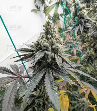 Graines féminisées de Purple Punch F1 (Seedkeepers)