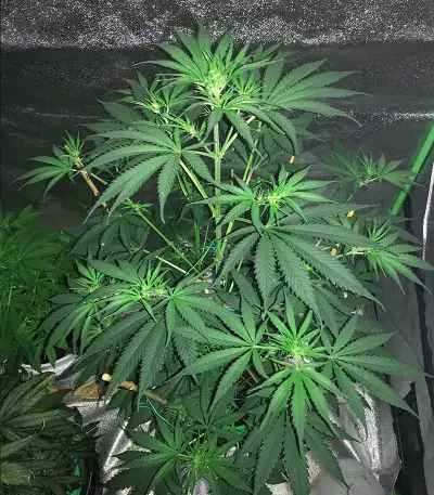 Russian Haze Auto Seeds