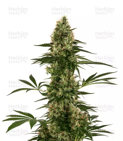 Sensi #119 Auto (Sensi Seeds)
