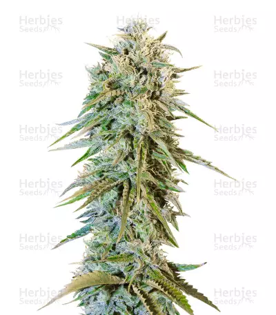 Graines de cannabis Blue Fire (Humboldt Seeds)