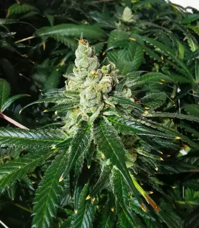 Graines féminisées de Sour Diesel (Barney's Farm)