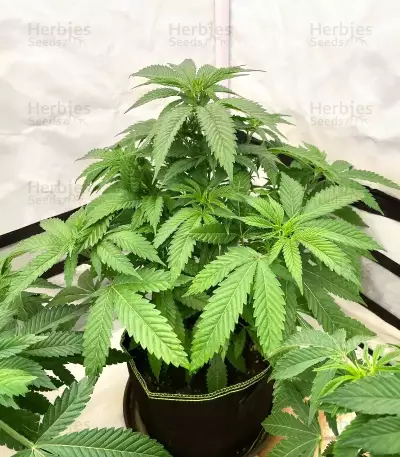 Apple Fritter (Barney's Farm)