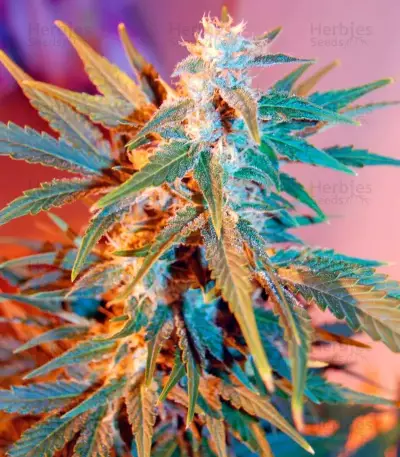 Belladonna feminized seeds