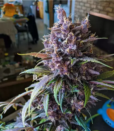 Black Cherry Punch Seeds