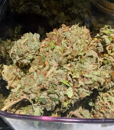 Sementes Feminizadas Blue Gelato 41 (Barney's Farm)