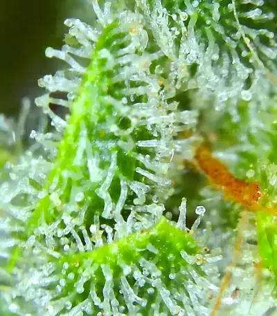 Brain's Escape feminized seeds