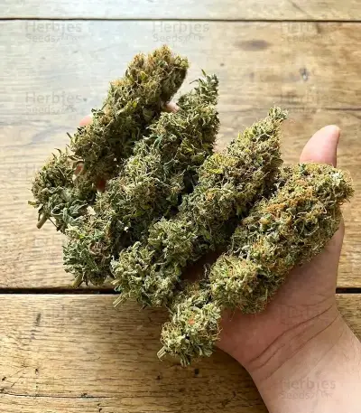 Bubba Slush Seeds
