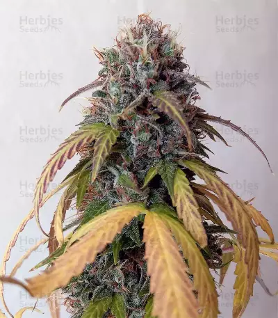 Buddha Magnum Auto Seeds
