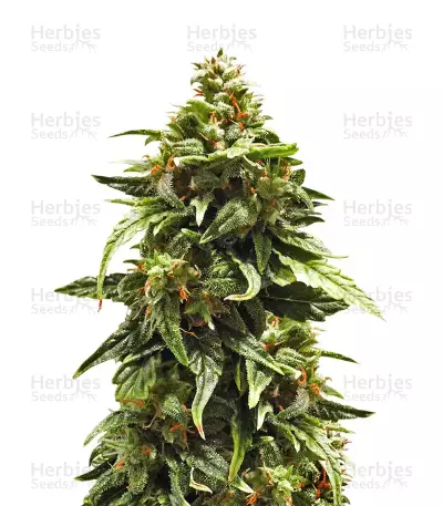 Semi femminizzati Buddha Medikit Auto CBD