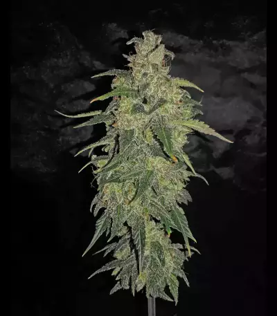 Buddha Syrup Auto regular (Buddha Seeds)