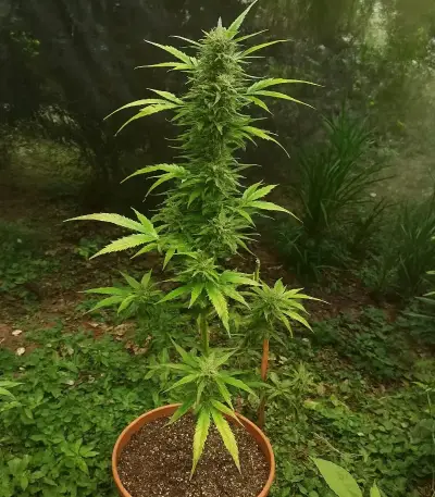 CBG Mamba Negra Seeds