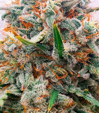 Chemdog Auto