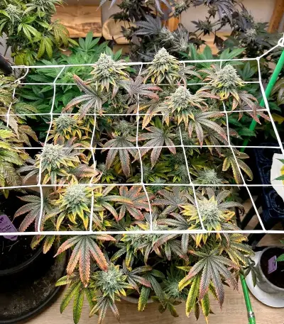 Cream Auto feminized seeds