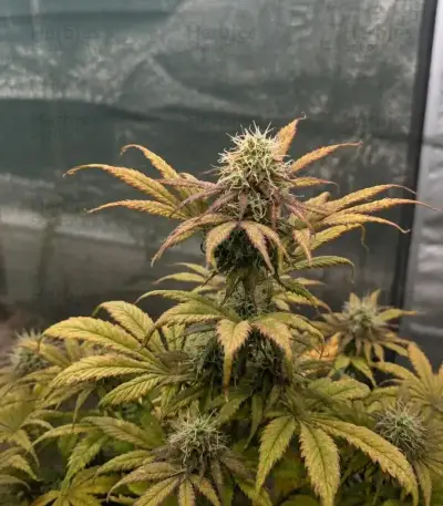 Do-Si-Dos Auto Seeds (Royal Queen Seeds)