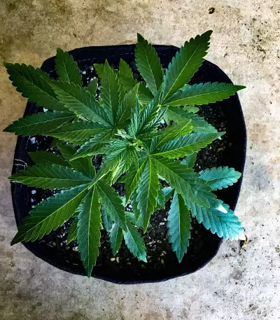 Gorilla Glue Auto (Auto Seeds)
