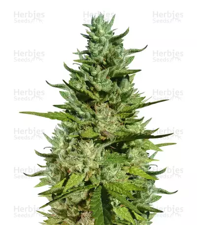 GG#4 Original Glue feminized seeds (Blackskull Seeds)