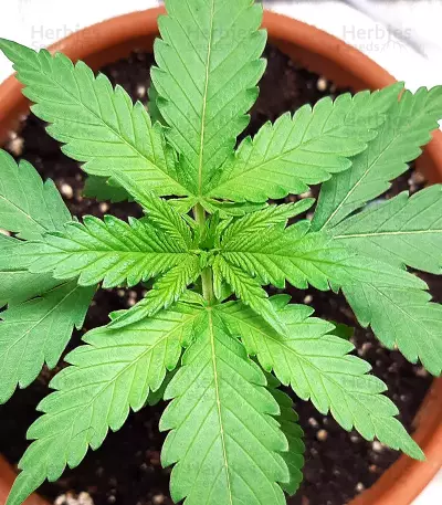 Girl Scout Cookies Fast Version (Herbies Seeds)