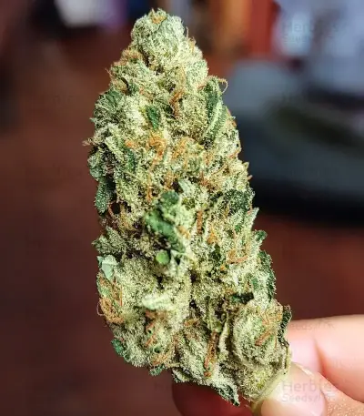 Girl Scout Cookies Seeds
