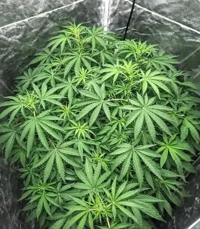 Graines de cannabis Gorilla Ice Cream (Expert Seeds)