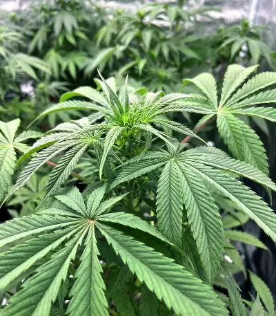 Gorilla Super Glue Seeds