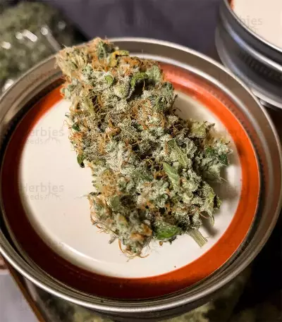 Grandaddy Purple