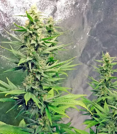 Hash Heaven Seeds