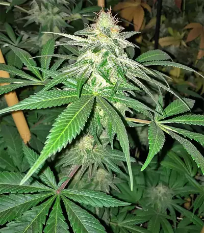 Hash Heaven Seeds