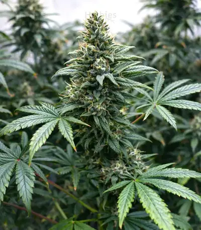 Highcloudz Seeds