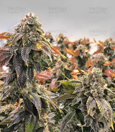 Holy Grail Kush Feminized Seeds from DNA Genetics
