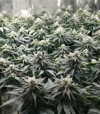 Humboldt Headband Autoflower Feminized Seeds (Humboldt Seed Company)