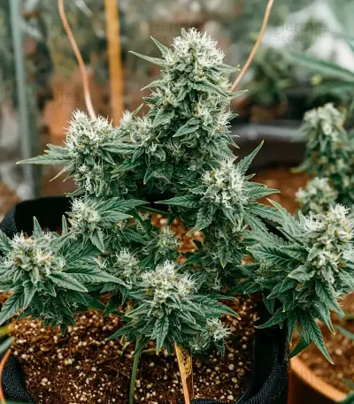Mi 6 Auto Seeds