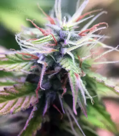 Graines de cannabis Monkey GG#4 Original Glue (Growers Choice)