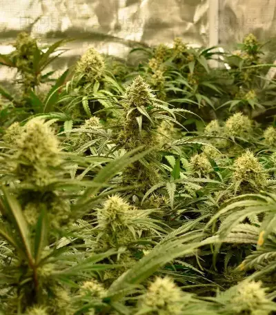 Sementes Feminizadas Monster Bruce Banner Auto (Monster Genetics)