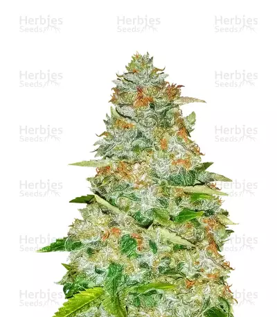 Monster GG#4 Original Glue feminized seeds