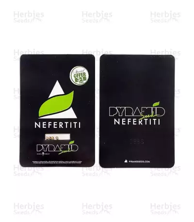 Semi femminizzati di Nefertiti