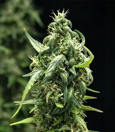Graines féminisées de NYC Sour D Auto (Tyson S) (Royal Queen Seeds)