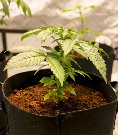 OG Kush Seeds