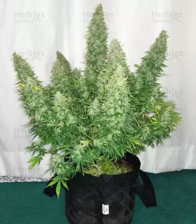 Original Auto Sour Diesel (Fast Buds)