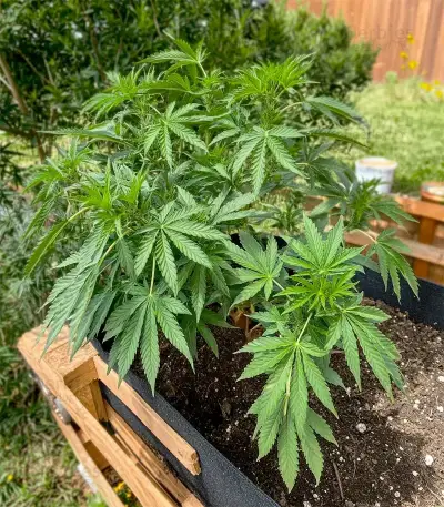 Pineapple Poison Seeds