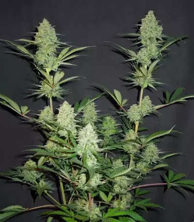 Semi Femminizzati Princess Haze (Brothers Grimm Seeds)