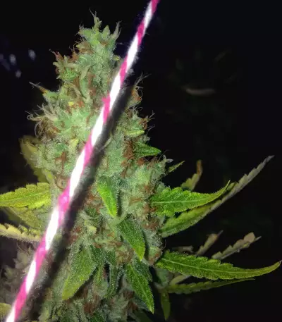 Purple Haze (G13 Labs)