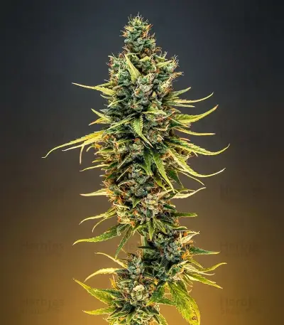 Runtz Seeds