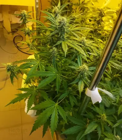 Scrambler Haze Seeds