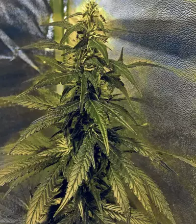 Sensi Skunk Seeds