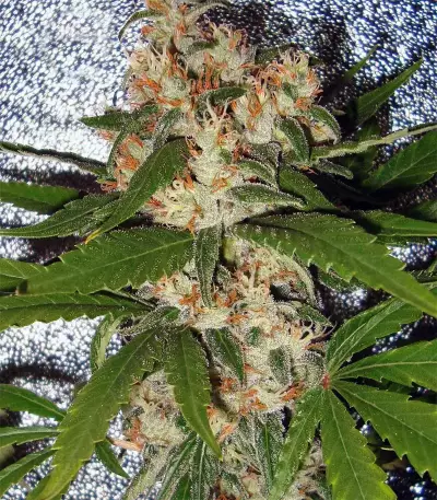 Silver LA Seeds