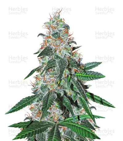 Sticky Dream feminized seeds