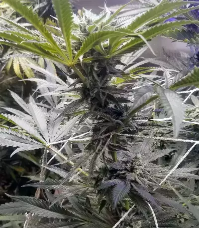 Three Blue Kings feminized seeds