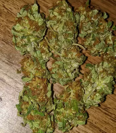 Venice Beach Afghan feminized seeds