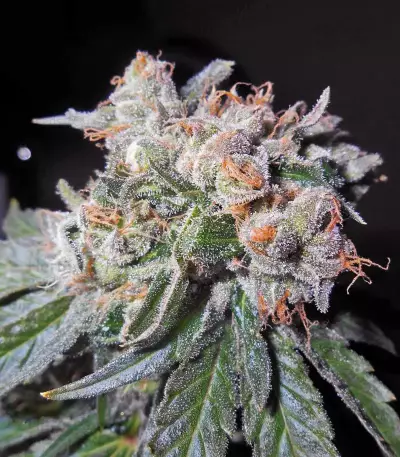 Zamaldelica x Kali China (Ace Seeds)